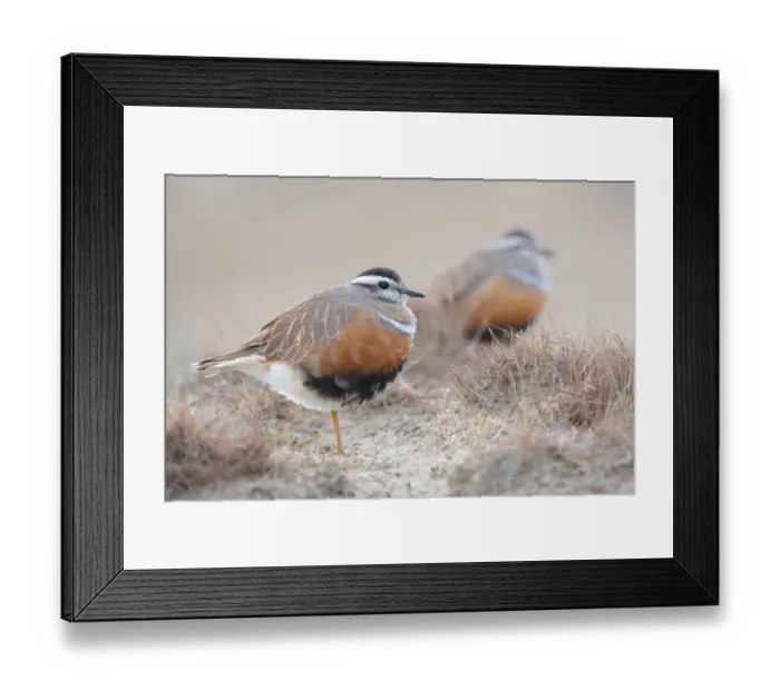 Framed Print : A pair of Eurasian Dotterels (Charadrius morinellus) standing in the dunes Framed Print : A pair of Eurasian Dotterels (Charadrius morinellus) standing in the dunes