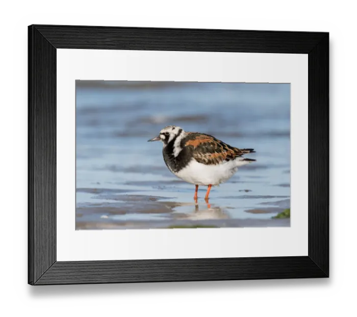 Framed Print : Ruddy Turnstone (Arenaria interpres) standing on the beach, Texel, Noord-Holland Framed Print : Ruddy Turnstone (Arenaria interpres) standing on the beach, Texel, Noord-Holland