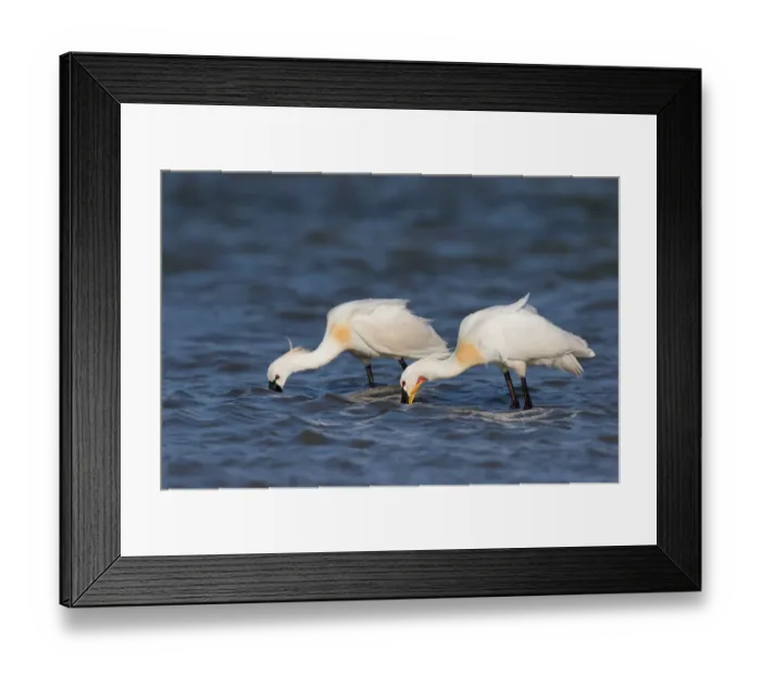 Framed Print : Eurasian Spoonbills (Platalea leucorodia) foraging along the shoreline, Texel Framed Print : Eurasian Spoonbills (Platalea leucorodia) foraging along the shoreline, Texel