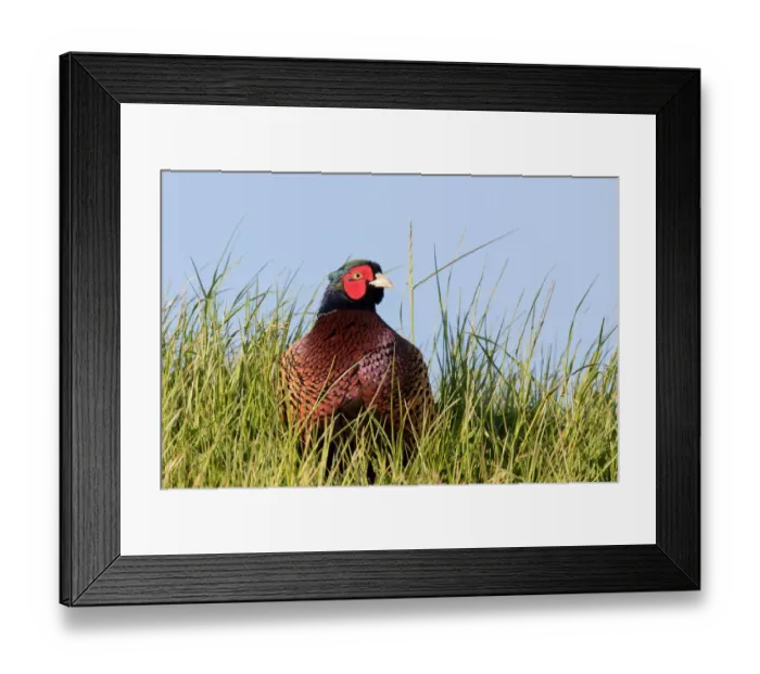 Framed Print : Common Pheasant (Phasianus colchicus) male in the dunes, Texel, Noord-Holland Framed Print : Common Pheasant (Phasianus colchicus) male in the dunes, Texel, Noord-Holland