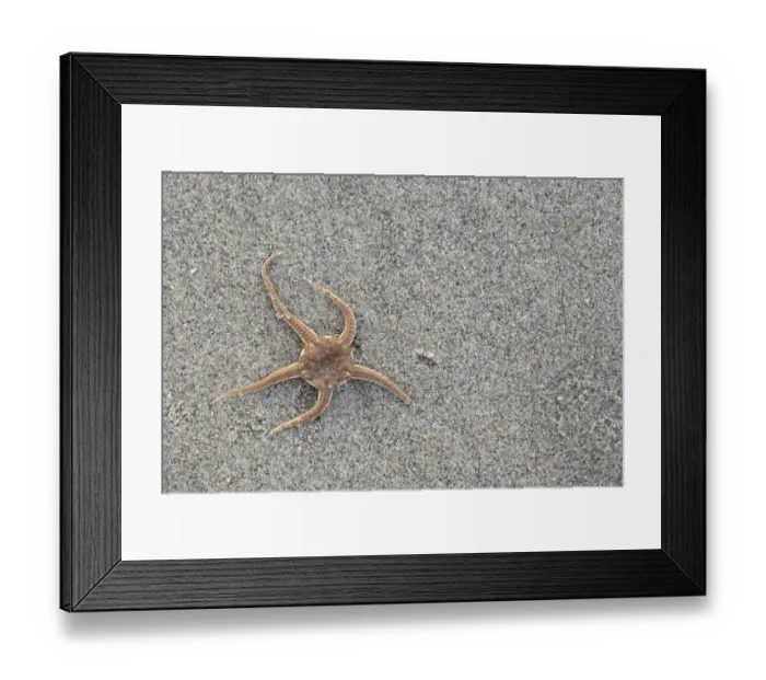 Framed Print : Close-up of a Brittle Star (Ophiura ophiura) stranded on the beach at low tide Framed Print : Close-up of a Brittle Star (Ophiura ophiura) stranded on the beach at low tide