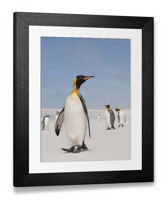 Framed Print : King penguin (Aptenodytes patagonicus) standing on the beach, Falkland Islands Framed Print : King penguin (Aptenodytes patagonicus) standing on the beach, Falkland Islands