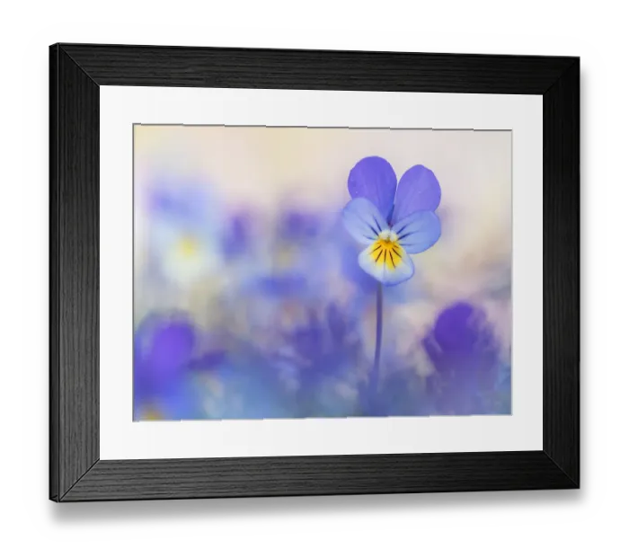 Framed Print : Dune Pansy flowering in close up Framed Print : Dune Pansy flowering in close up