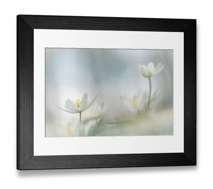 Framed Print : Flowers in springtime Framed Print : Flowers in springtime
