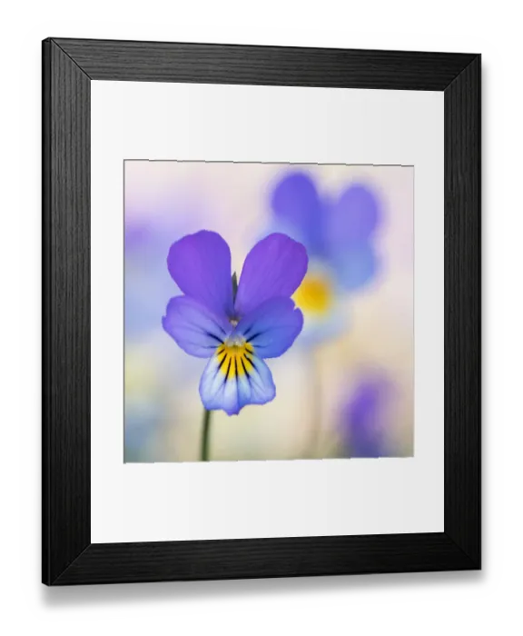 Framed Print : Dune Pansy flower in close up Framed Print : Dune Pansy flower in close up