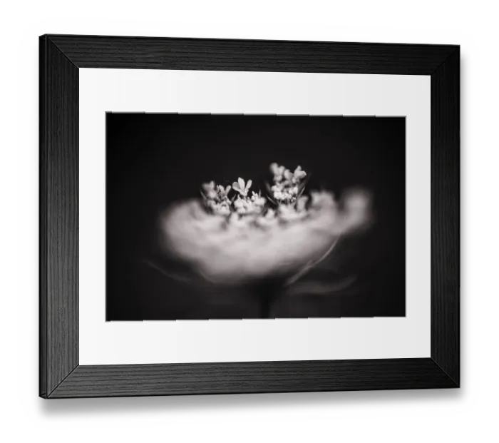Framed Print : Wild Carrot flowers carried by blurred flower in the foreground Framed Print : Wild Carrot flowers carried by blurred flower in the foreground
