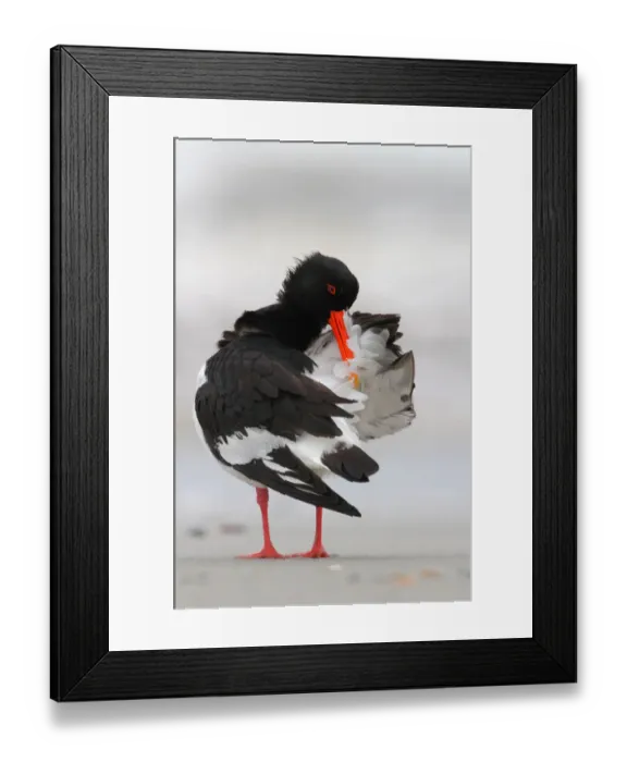 Framed Print : Eurasian Oystercatcher (Haematopus ostralegus) preening, Schleswig-Holstein, Germany