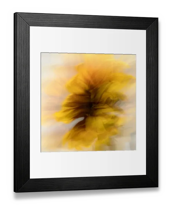 Framed Print : Abstract image of sunflower Framed Print : Abstract image of sunflower