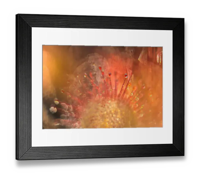Framed Print : Close up of Sundew Framed Print : Close up of Sundew