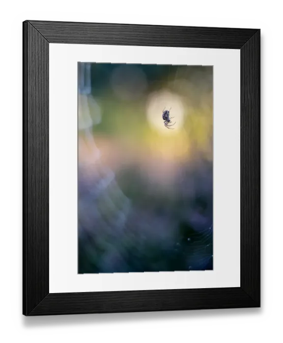 Framed Print : Spider in its web in the late evening light Framed Print : Spider in its web in the late evening light
