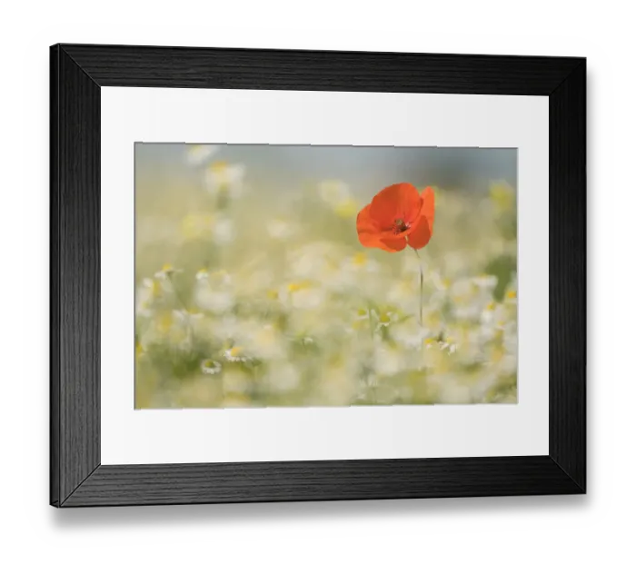 Framed Print : Flowering poppy in a field of wildflowers Framed Print : Flowering poppy in a field of wildflowers