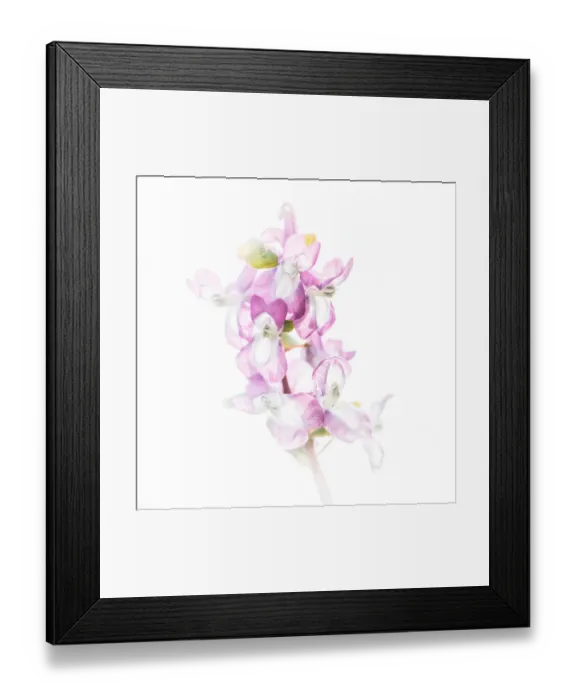 Framed Print : Close up of flowering Hollowroot (Corydalis cava) against a white background Framed Print : Close up of flowering Hollowroot (Corydalis cava) against a white background