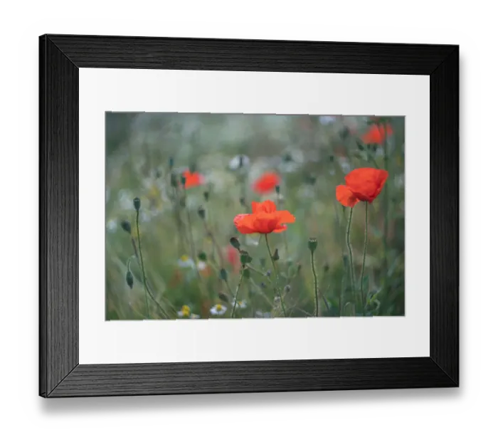 Framed Print : Red Poppies flowering in a field Framed Print : Red Poppies flowering in a field