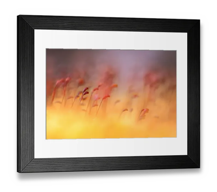 Framed Print : Macro shot of moss growing in the Elswout estate, Noord-Holland, The Netherlands Framed Print : Macro shot of moss growing in the Elswout estate, Noord-Holland, The Netherlands
