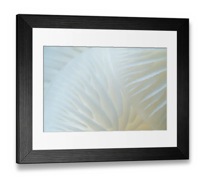 Framed Print : Close up of the gills of Porcelain fungi (Oudemansiella mucida) Framed Print : Close up of the gills of Porcelain fungi (Oudemansiella mucida)