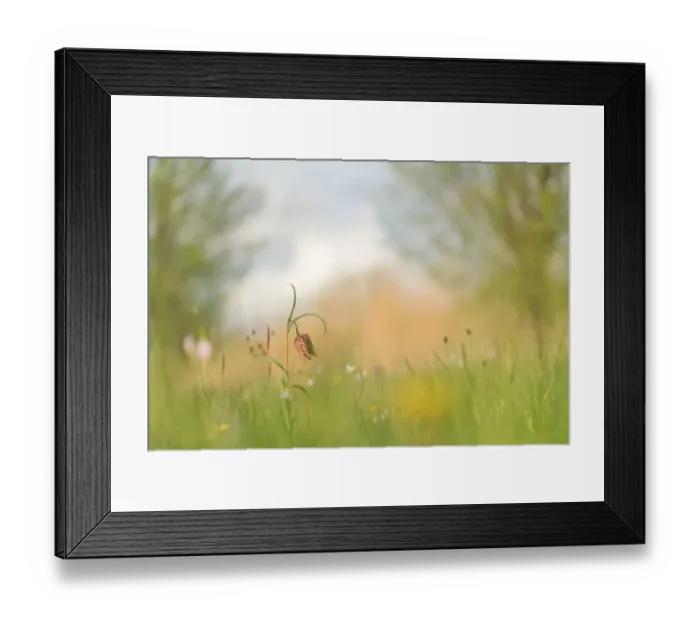 Framed Print : Flowering Snakes Head Fritillary in a meadow Framed Print : Flowering Snakes Head Fritillary in a meadow