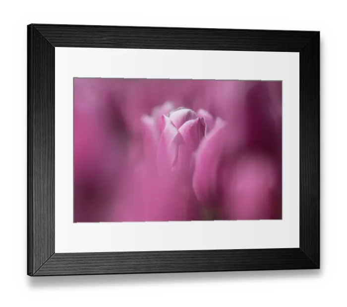 Framed Print : Close up of a purple Tulip in a bulb field Framed Print : Close up of a purple Tulip in a bulb field