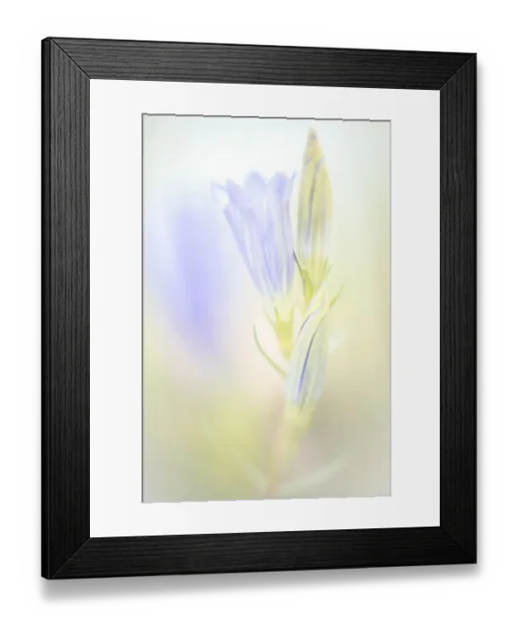 Framed Print : Close up of flower Framed Print : Close up of flower