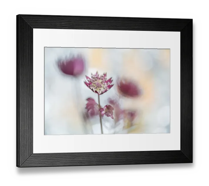 Framed Print : Close up of flowers Framed Print : Close up of flowers
