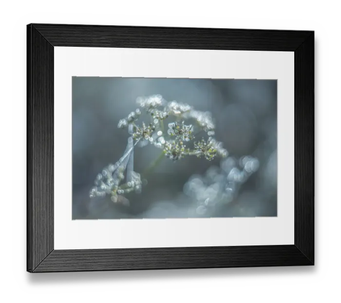 Framed Print : Glimmering dew drops on flower and spider web in the early morning light Framed Print : Glimmering dew drops on flower and spider web in the early morning light