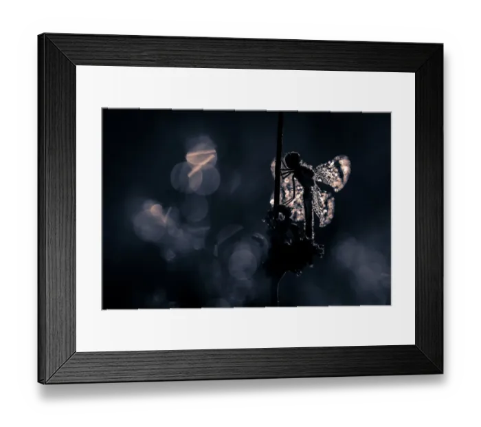 Framed Print : Silhouette of a Banded Darter covered with dew drops in low light Framed Print : Silhouette of a Banded Darter covered with dew drops in low light