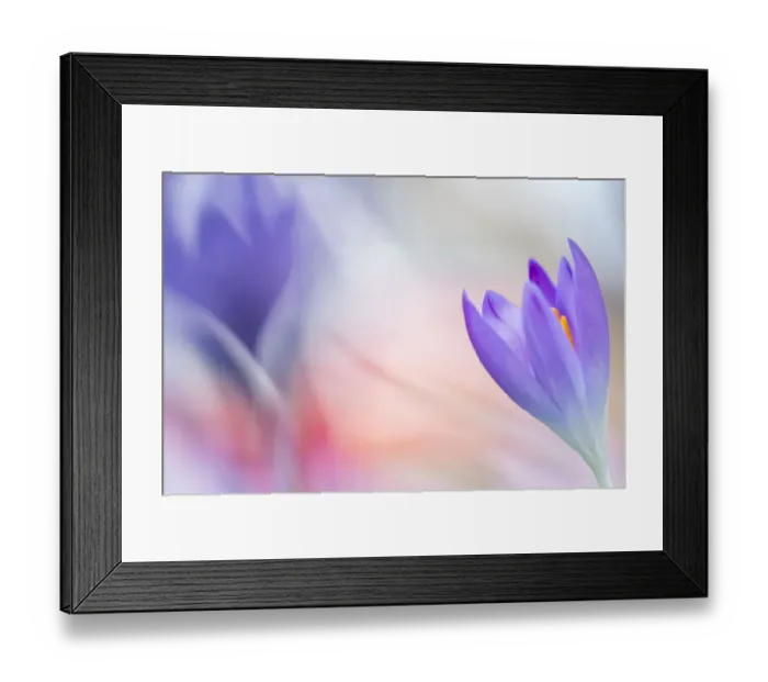 Framed Print : Close up of flowering Crocus Framed Print : Close up of flowering Crocus