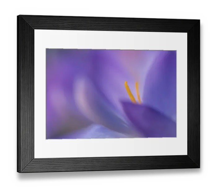Framed Print : Abstract close up of a flowering Crocus Framed Print : Abstract close up of a flowering Crocus
