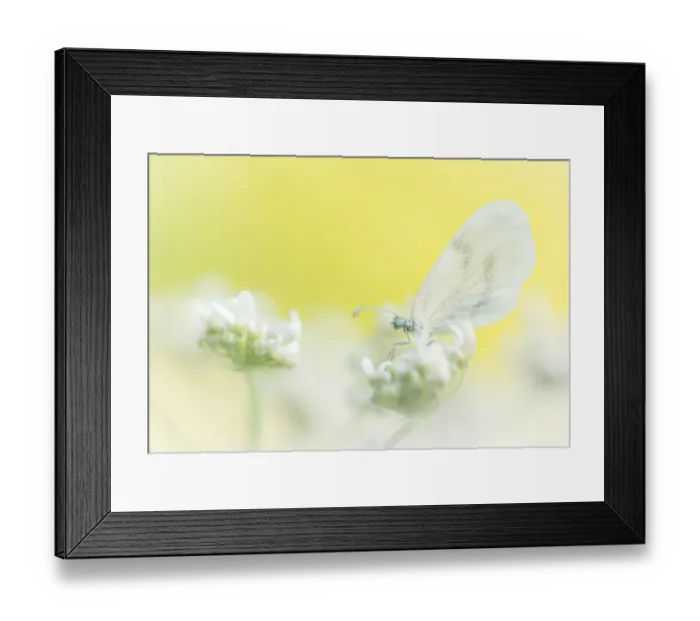 Framed Print : Wood White (Leptidea sinapis) butterfly on flower Framed Print : Wood White (Leptidea sinapis) butterfly on flower
