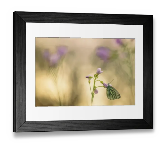 Framed Print : Small Veigned White (Peris napi) on flower Framed Print : Small Veigned White (Peris napi) on flower