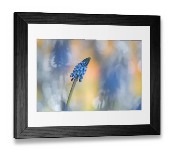 Framed Print : Grape Hyacinth (Muscari botryoides) flower Framed Print : Grape Hyacinth (Muscari botryoides) flower