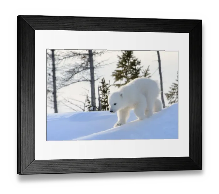 Framed Print : Polar bear (Ursus maritimus) cub coming out den and playing around, Canada, Manitoba Framed Print : Polar bear (Ursus maritimus) cub coming out den and playing around, Canada, Manitoba