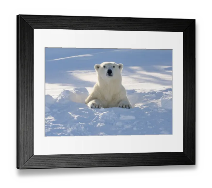 Framed Print : Polar bear (Ursus maritimus) with backlight looking out freshly opened den, Canada Framed Print : Polar bear (Ursus maritimus) with backlight looking out freshly opened den, Canada