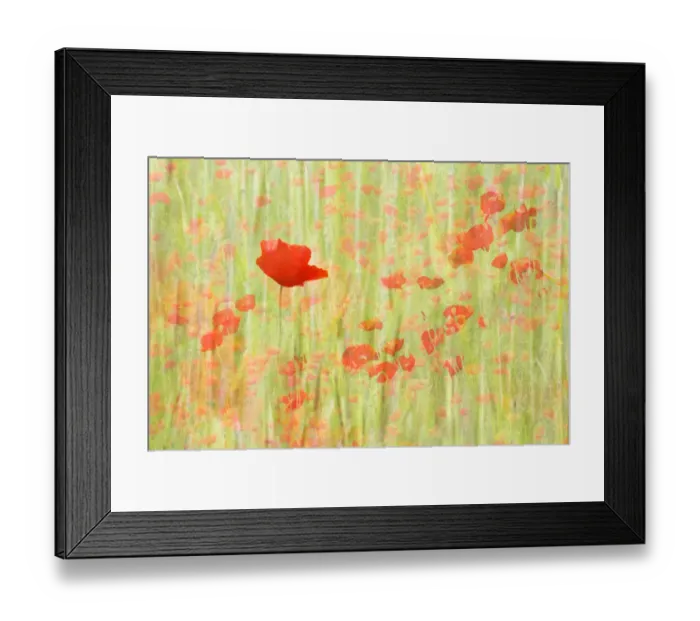 Framed Print : Red Poppies flowering in a field Framed Print : Red Poppies flowering in a field