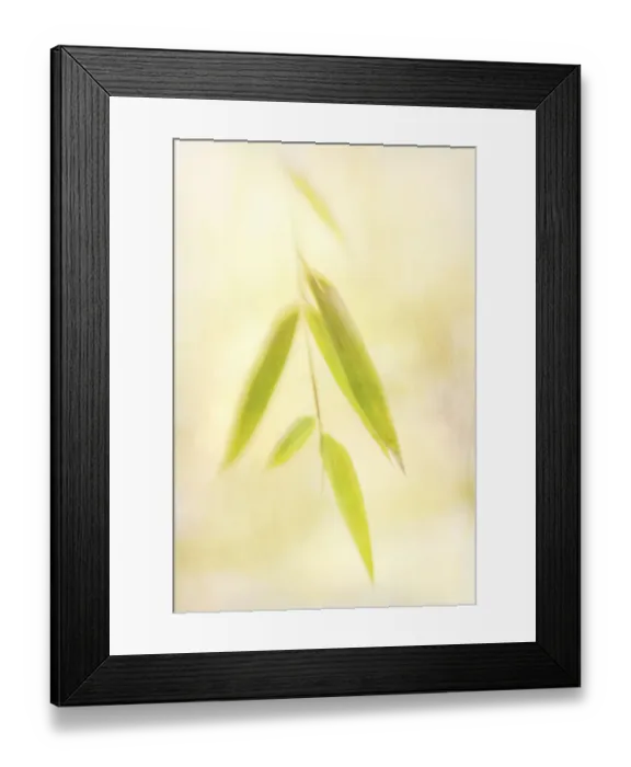Framed Print : Close up of leaves Framed Print : Close up of leaves