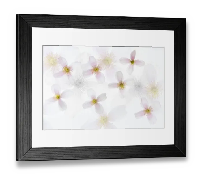 Framed Print : Floral pattern in high key Framed Print : Floral pattern in high key