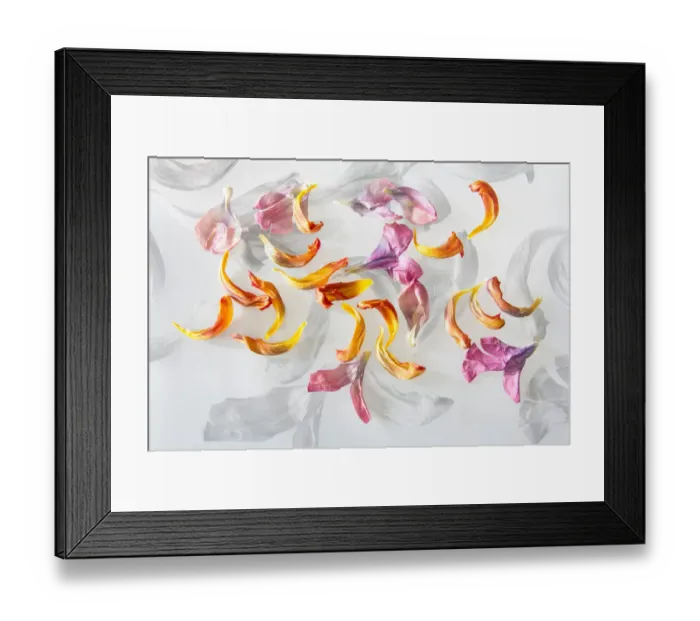 Framed Print : Flower petals with black and white background Framed Print : Flower petals with black and white background