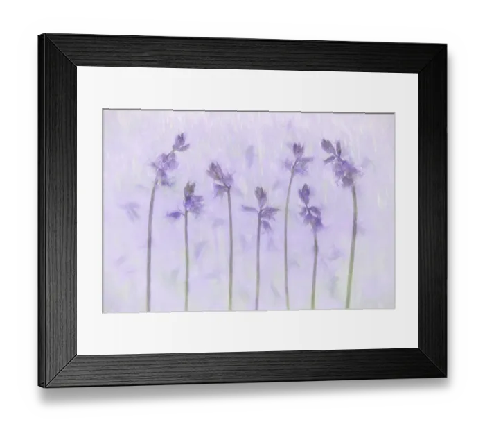 Framed Print : Creative photographic shot of Common Bluebells (Hyacinthoides non-scripta) Framed Print : Creative photographic shot of Common Bluebells (Hyacinthoides non-scripta)