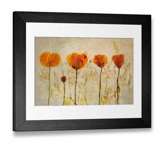 Framed Print : Photographic impression of Red Poppy flowers Framed Print : Photographic impression of Red Poppy flowers