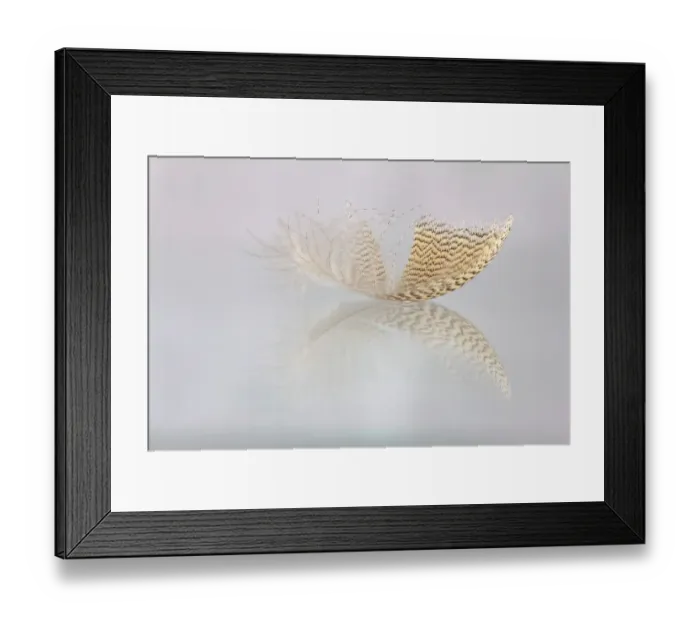 Framed Print : Close up of feather with reflection Framed Print : Close up of feather with reflection