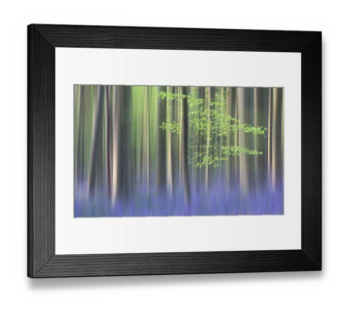 Framed Print : Impression of flowering Bluebells in the Hallerbos, Belgium Framed Print : Impression of flowering Bluebells in the Hallerbos, Belgium