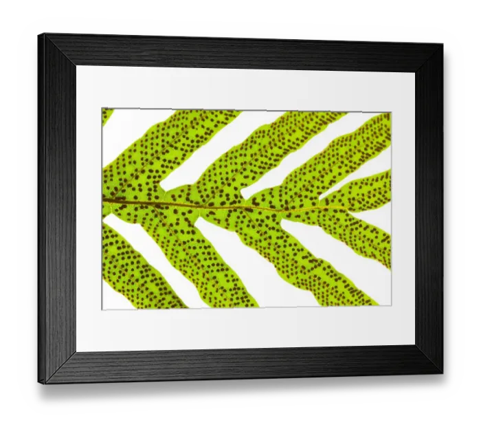 Framed Print : Close up of a leaf against a white background Framed Print : Close up of a leaf against a white background