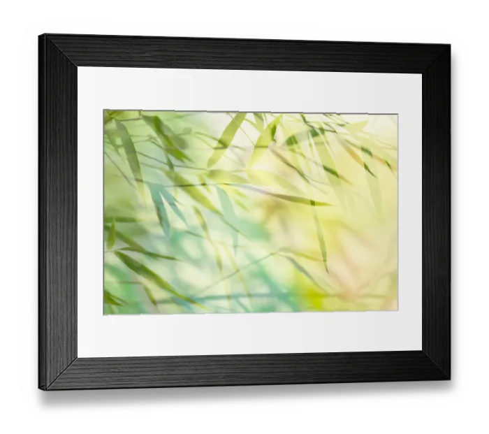 Framed Print : Shadow play of leaves Framed Print : Shadow play of leaves