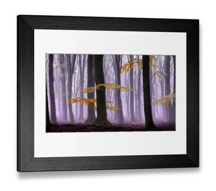 Framed Print : Misty autumn forest