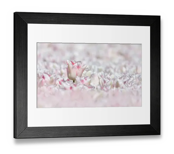 Framed Print : Close up of a field with white tulips, The Netherlands Framed Print : Close up of a field with white tulips, The Netherlands