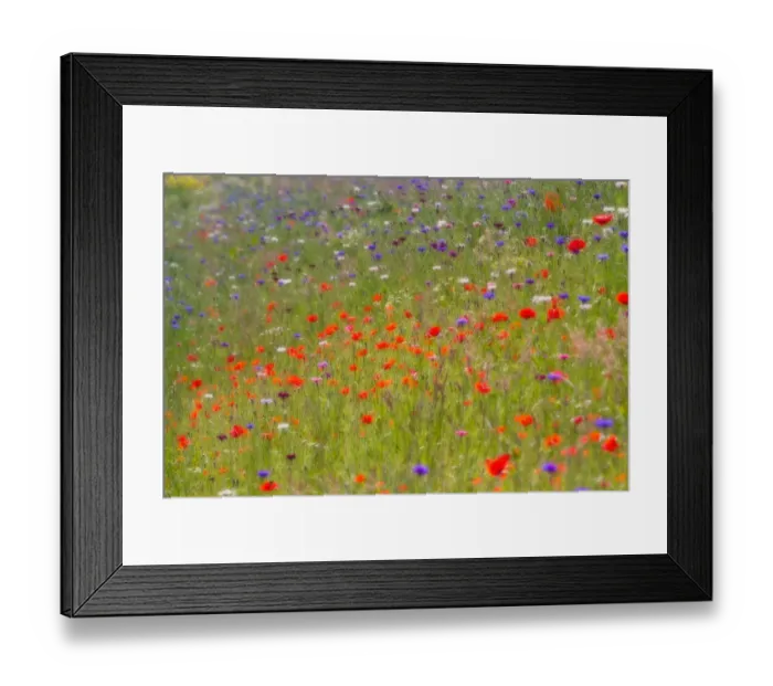 Framed Print : Impression of a field with flowering wildflowers Framed Print : Impression of a field with flowering wildflowers