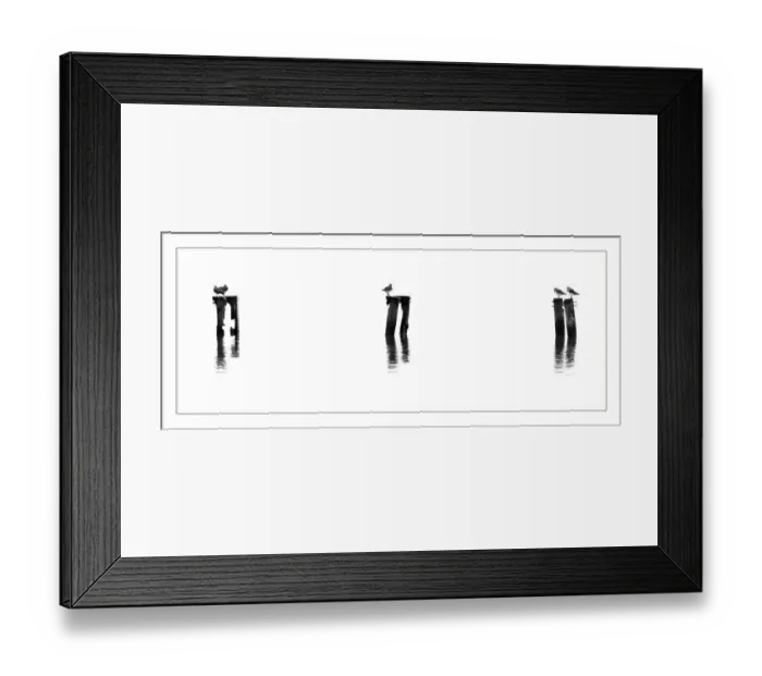 Framed Print : Black and white shot of birds on poles in the water Framed Print : Black and white shot of birds on poles in the water