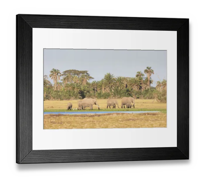 Framed Print : African Elephant (Loxodonta africana) family group browsing along the edge of a swamp in Framed Print : African Elephant (Loxodonta africana) family group browsing along the edge of a swamp in