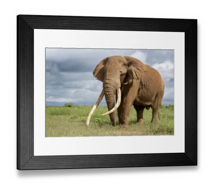 Framed Print : African Elephant (Loxodonta africana) bull with large tusks called Tim the Tusker Framed Print : African Elephant (Loxodonta africana) bull with large tusks called Tim the Tusker