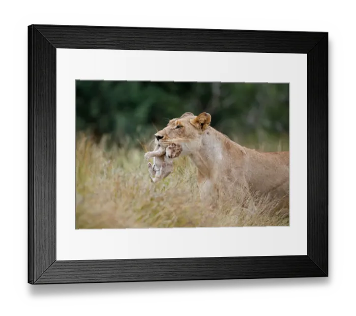 Framed Print : Lioness (Panthera leo) mother walking through high grass while carrying her newborn cub Framed Print : Lioness (Panthera leo) mother walking through high grass while carrying her newborn cub