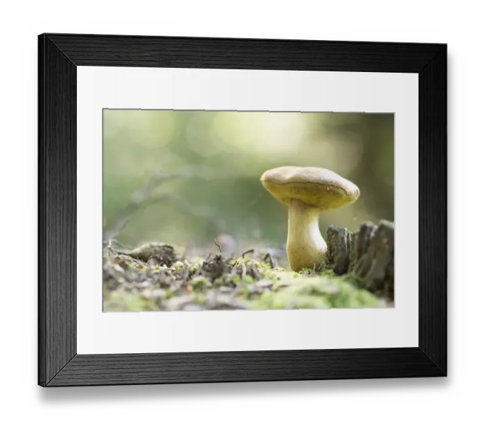 Framed Print : Bolete (Boletaceae) growing, The Netherlands, Groningen Framed Print : Bolete (Boletaceae) growing, The Netherlands, Groningen